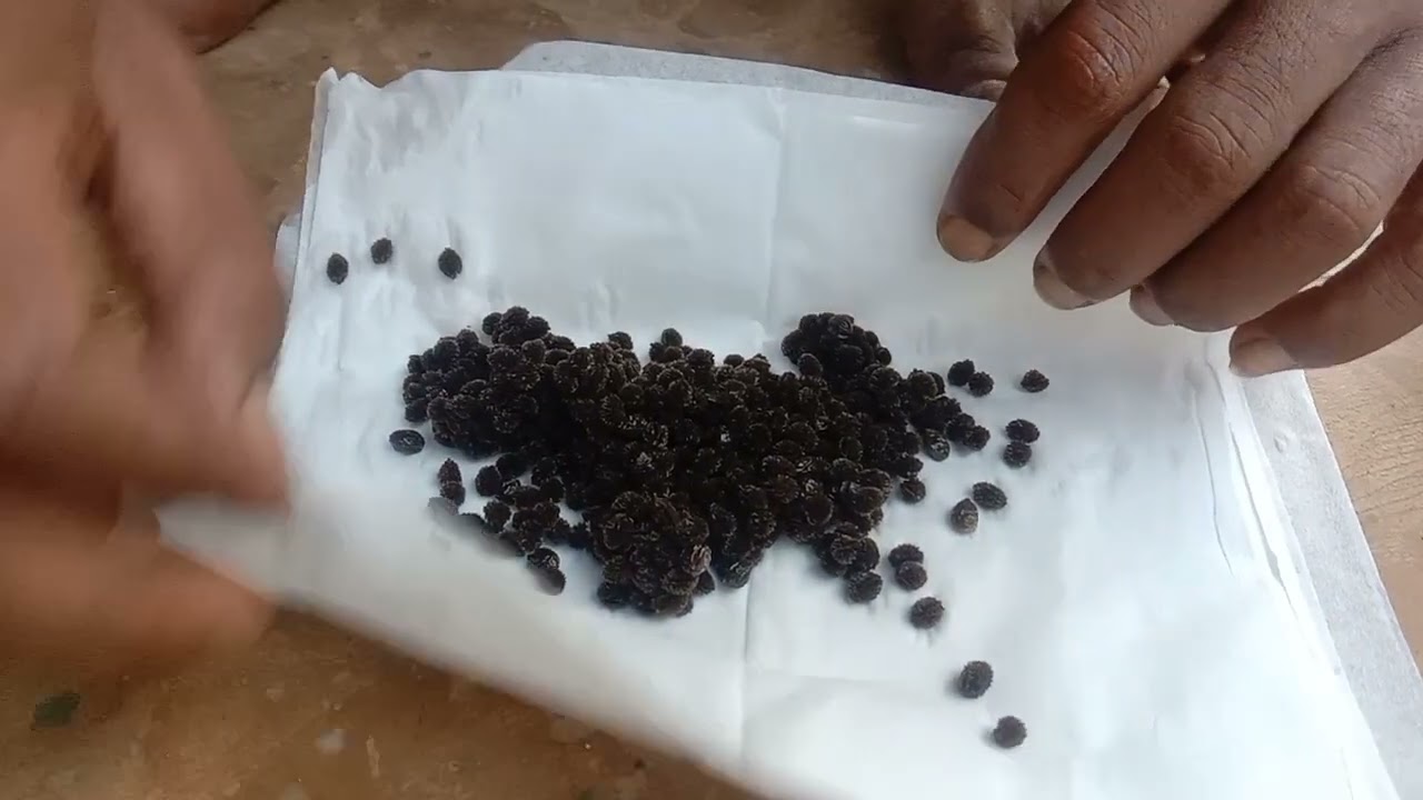 TUTORIAL CARA MENYEMAI BIBIT PEPAYA KALIFORNIA SUPER UNGGUL Part 2