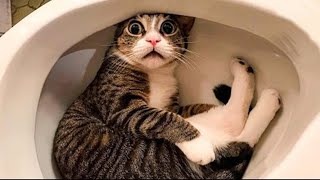 ⁣Funny CATS that’ll make you laugh - Funny Cat Videos