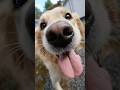 Why Dogs Lick Your Face (The Real Reason Will Melt You) #shorts