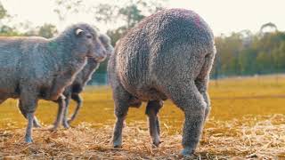 German Shepherd Sheep Herding / Tending