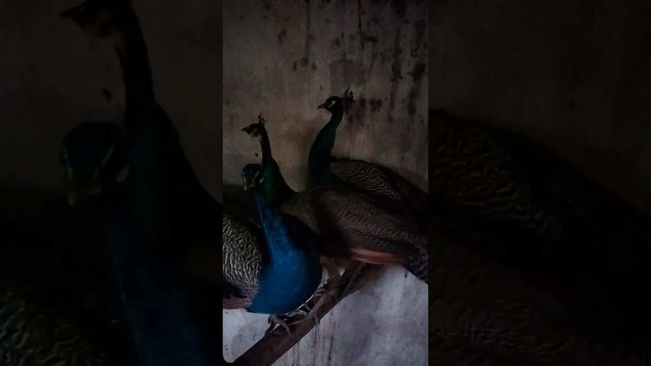 طاووس وعائلته🦚🥰🦚🦚🦚👍👍#shorts#MyYearOnYouTube