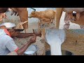 Cow Milking | Cow Milking By Hand | Cow Farming | Village Life | cow milking video