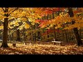 Tranquil Stream Sounds Healing Music For Study Relaxation 157 Min Mix mp3