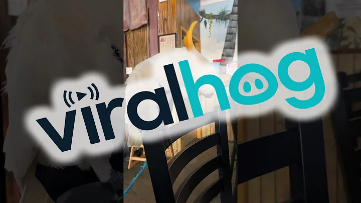 Bird Enjoys Feeling the Wind in Its Feathers || ViralHog