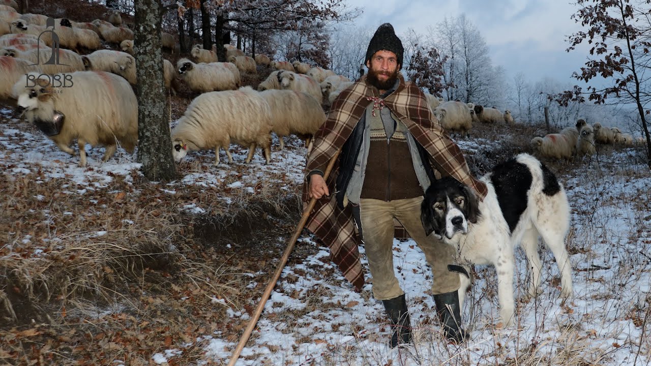 TRANSHUMANȚA DE IARNĂ |  HRĂNIREA OILOR NOAPTEA PE ZĂPADĂ CU CIOBĂNAȘU' MARINEL  - DOCUMENTAR EP.2