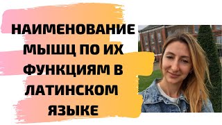 Наименовае мышц по их функциям в латинском языке