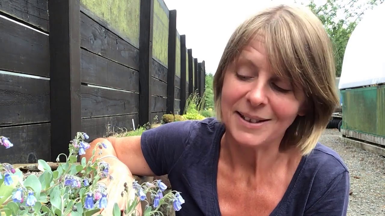 Mertensia maritima or the Oyster plant