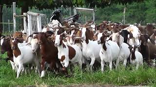 Kambing Gembala Loka Penelitian kambing Potong Sei. Putih