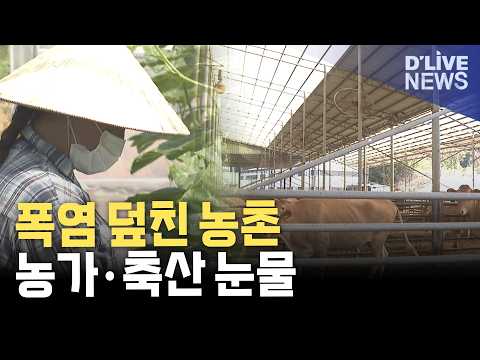 펄펄 끓는 농업 현장…이 악물고 버티는 폭염
