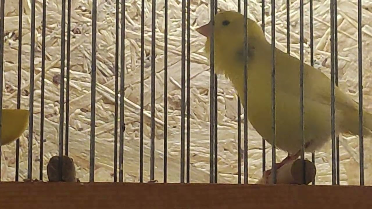 malinois waterslager