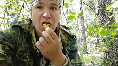 Употребление Лисичек в сыром виде! В чем польза?
