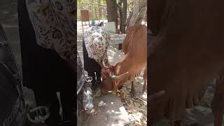 not let us go! 🧿❤️#ram #saveanimals #viral #shorts #animals #shortvideo #savestreetanimals #pets