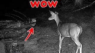 My Trail Camera Caught An UNLIKELY Friendship...