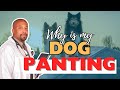 Why Is My Dog Panting Vet Explains The Top Causes 