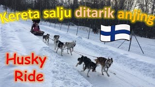Naik kereta salju ditarik anjing husky di Finlandia