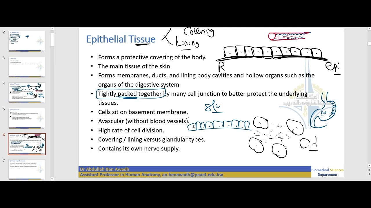 ch3 Tissues - part1 - 155 Anatomy & Physiology