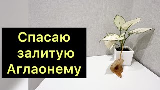 Спасаю залитую Аглаонему / ￼#аглаонема ￼