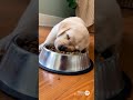 Sleepy Lab Pup Dozes Off at Dinner! 😁😂