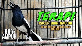 TERAPI DAN PANCINGAN KACER BIAR MAU ON GACOR PAGI SIANG MALAM 99%AMPUH