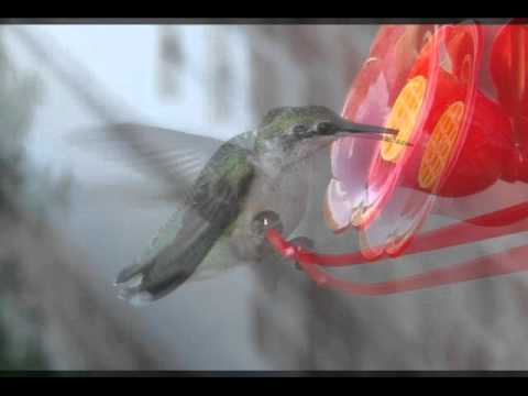 Video: Kaip Gimsta Kolibrių Jaunikliai