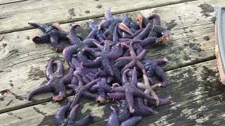Purple Sea Stars