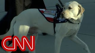 George H.W. Bush's service dog Sully travels with him one last time