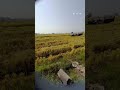 Shorts Videos