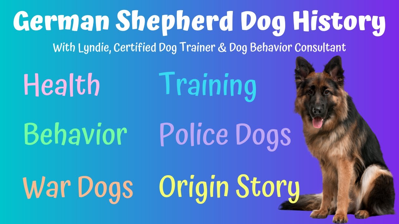 German Shepherd Dog History - GSD 101 - Everything You Need to Know ...