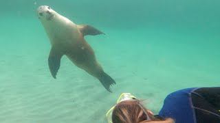 Trip to Eyre Peninsula - Day 3&4 -Greenly Beach Rock Pool, Swim with Sealions, Lincoln National Park