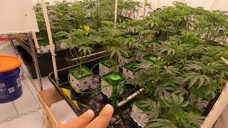 Day 1 Flower - Crop steering irrigation through transition from vegetative to flowering in Rockwool