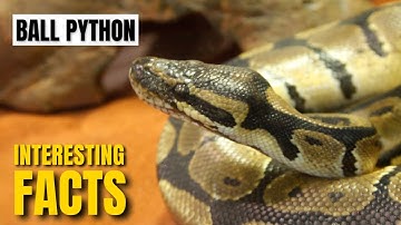 Amazing facts of Ball Python | Interesting Facts | The Beast World