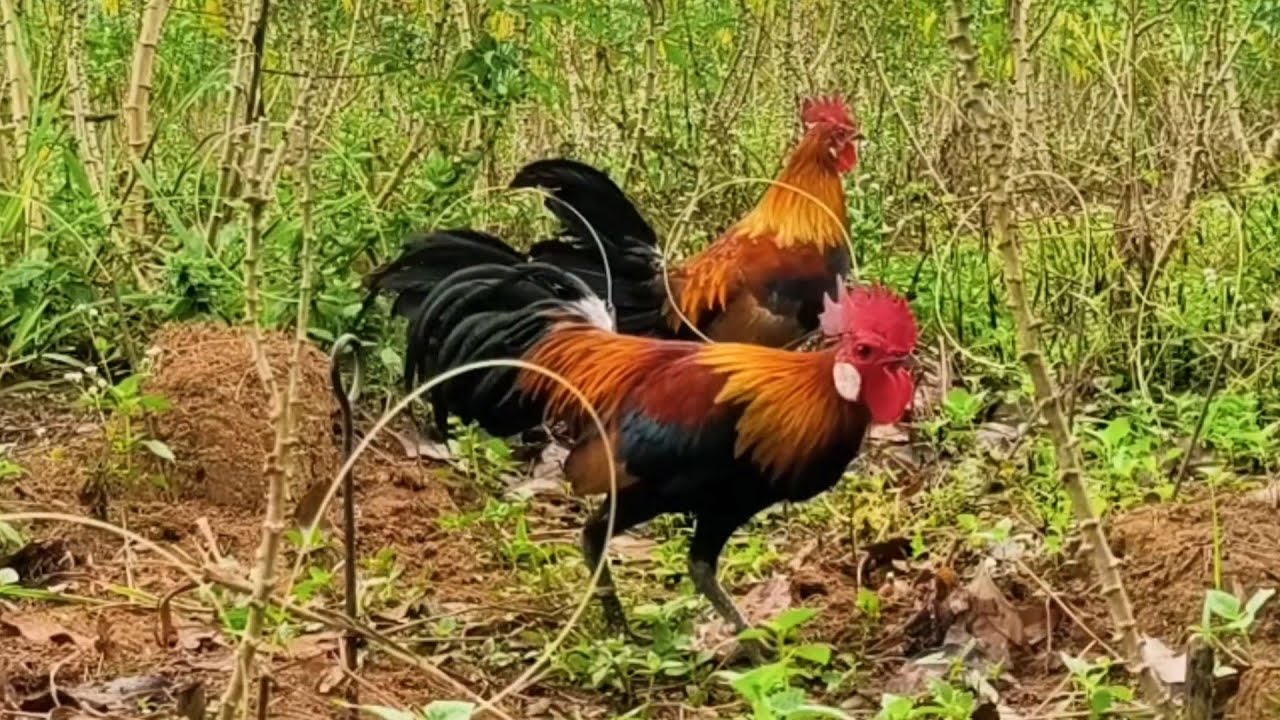 Tidak diragukan lagi, pikat jenis ini yang di cari para pemikat ayam hutan