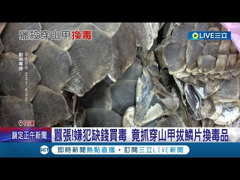 竟動起動物歪腦筋! 嫌犯缺錢買毒竟抓穿山甲拔鱗片換毒品 卻因車子違停被警人贓俱獲｜記者 呂彥 賴懿慈｜【LIVE大現場】20220523｜三立新聞台