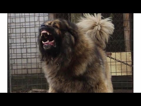 Caucasian Shepherd Dogs CRAZIEST ATTACKS 2020!