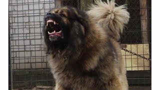 Caucasian Shepherd Dogs CRAZIEST ATTACKS 2020!