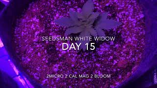 White Widow SEEDSMAN (Week 3)