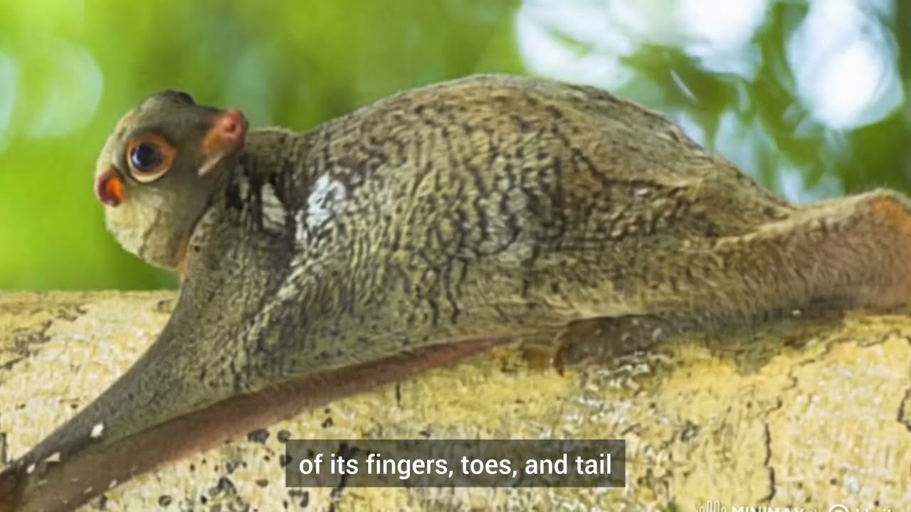 Flying Lemur (Colugo) unique fact
