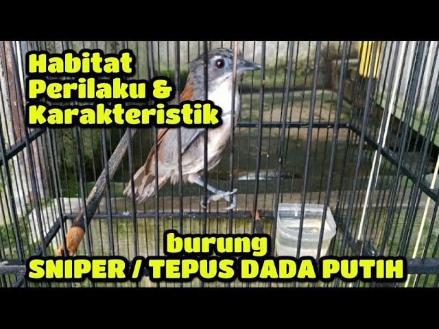 habitat perilaku & karakteristik burung sniper | burung kopi kopi mini | burung tepus dada putih class=