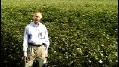 TEXAS' MAJOR COTTON FARMING COMMUNITIES LOSING $433 MILLION THIS YEAR DUE TO DROUGHT
