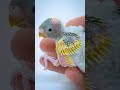 From Tiny Hatchling to Playful Parakeet #shorts