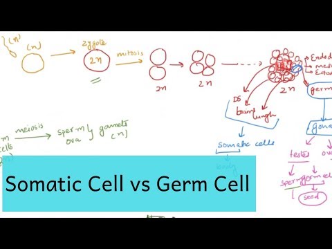 दैहिक कोशिका और रोगाणु कोशिका - क्या अंतर है?
