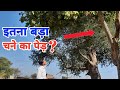 चने का पेड़ ? Tree of chickpea? My First travel vlog ll At bhatpachlana #analysis of truth ?