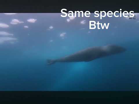 Same species btw