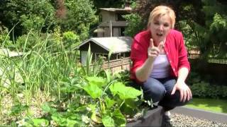 July 610 Sengas Vlog How I Grow Big Melons
