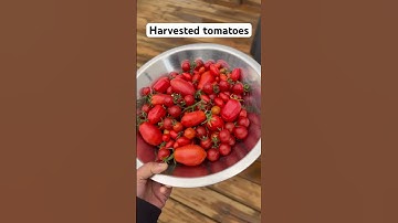 Different varieties of tomatoes #harvesting #time #garden #home #production #tomato #video #cooking