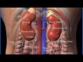 Acute renal failure or Acute kidney injury #nephron #teaching #kidneyfailure #kidneydisease #viral