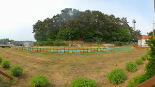 Virtual Reality BEE FARM Experience (360 VR, 4K)