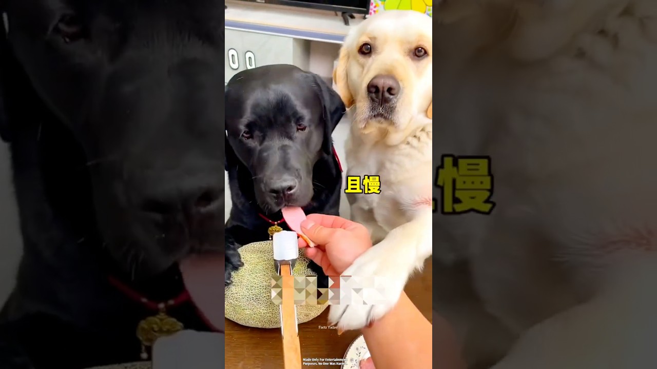 Malik played such a prank on both his dogs that everyone was surprised. #invincible