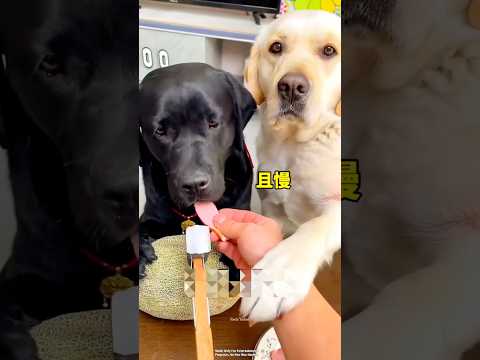 Malik played such a prank on both his dogs that everyone was surprised. #invincible