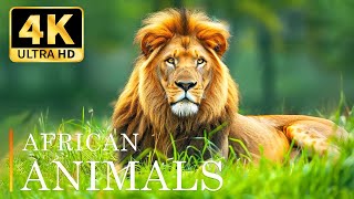 Majestic Animal Paradise In 4K Amazing Diverse Wildlife Scenes With Soothing Relaxing Music